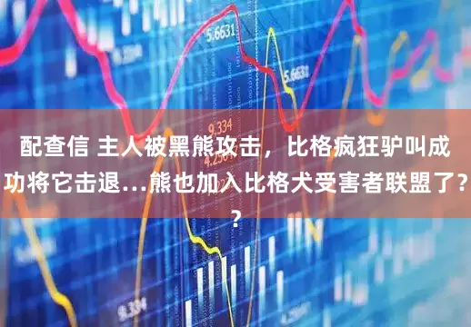 配查信 主人被黑熊攻击，比格疯狂驴叫成功将它击退…熊也加入比格犬受害者联盟了？